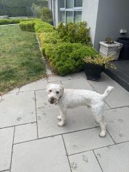 Lost Male Dog last seen Mapleton Av, Franklin, ACT 2913