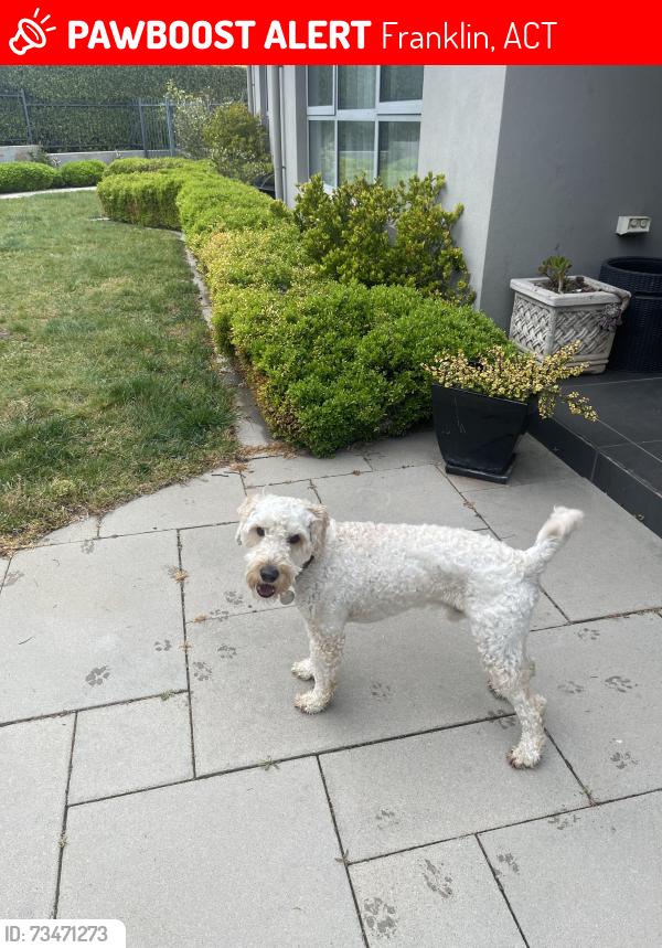Lost Male Dog last seen Mapleton Av, Franklin, ACT 2913