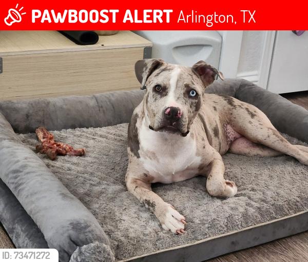 Lost Female Dog last seen Kingsford Court, backyard, Arlington, TX 76017