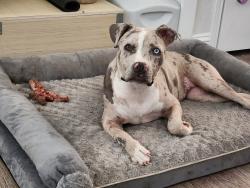 Lost Female Dog last seen Kingsford Court, backyard, Arlington, TX 76017