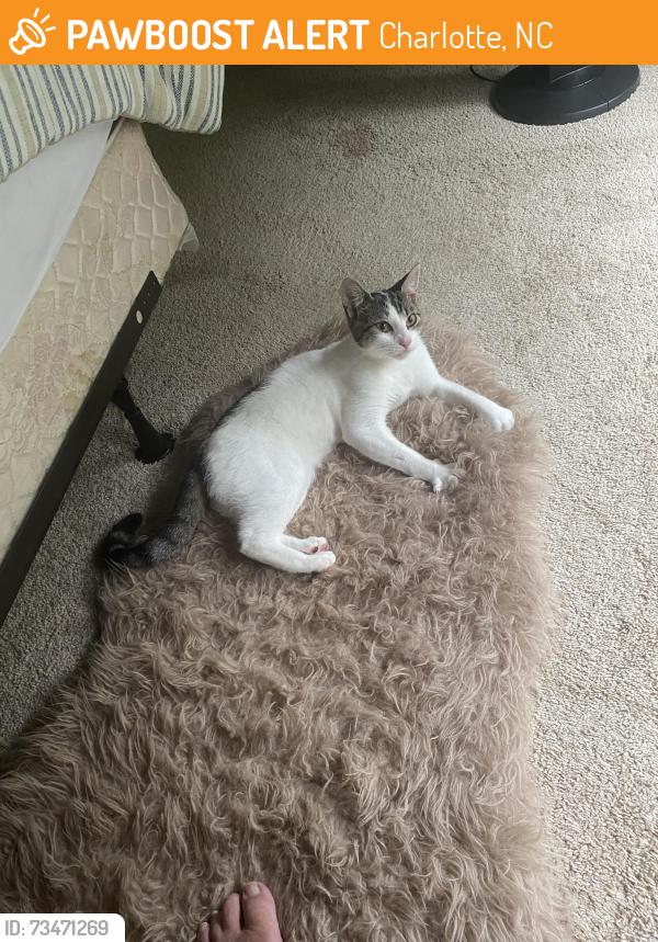 Found/Stray Unknown Cat last seen Mount holly, Charlotte, NC 28214