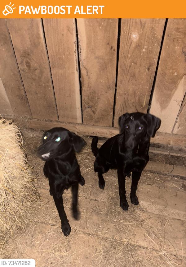 Found/Stray Female Dog last seen Goochie ford bridge, Rutherford County, TN 37149