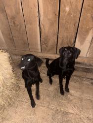 Found/Stray Female Dog last seen Goochie ford bridge, Rutherford County, TN 37149