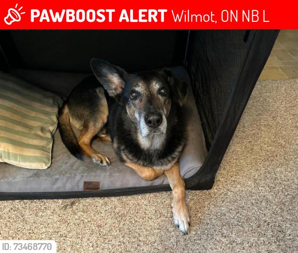 Lost Male Dog last seen Notre Dame Drive, Wilmot, ON N0B 2L0