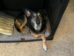 Lost Male Dog last seen Notre Dame Drive, Wilmot, ON N0B 2L0