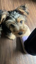 Reunited Male Dog last seen By the Ridgmar Mall, Fort Worth, TX 76116