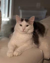 Lost Female Cat last seen Apartamentos dunwoody, Atlanta, GA 30360