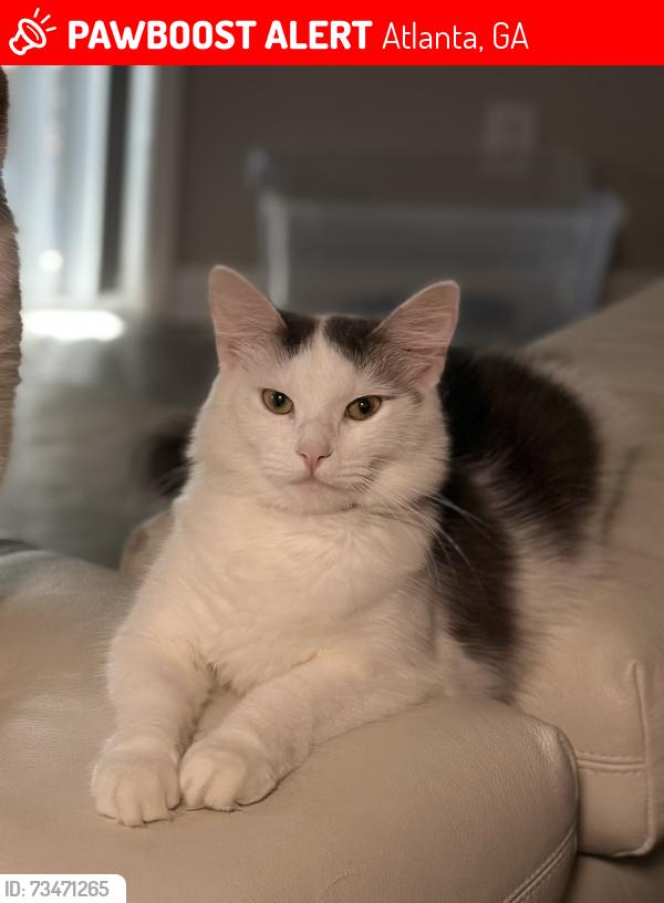 Lost Female Cat last seen Apartamentos dunwoody, Atlanta, GA 30360