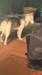 Found/Stray Unknown Dog last seen Ravensworth/Chesterbrook Dr, Houston, TX 77031