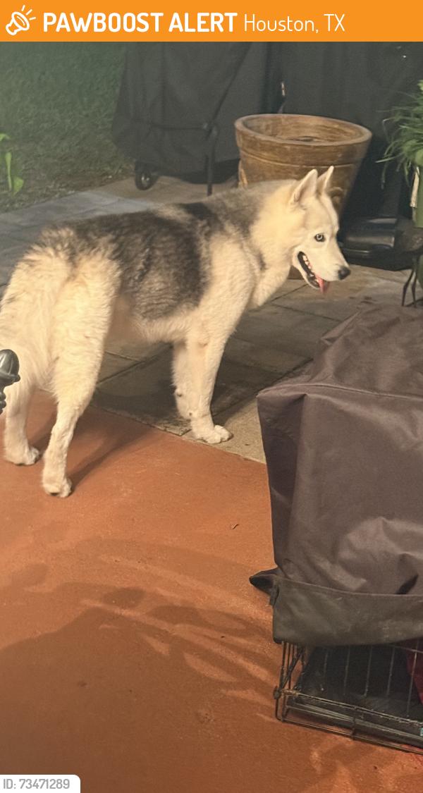 Found/Stray Unknown Dog last seen Ravensworth/Chesterbrook Dr, Houston, TX 77031