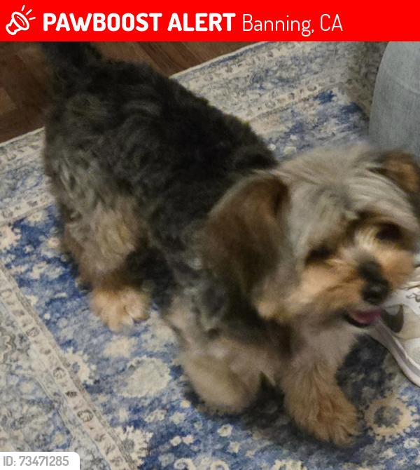Lost Male Dog last seen Hemmerling Elementary, Banning, CA 92220
