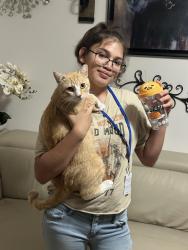 Lost Male Cat last seen Near cape Harbour Loop Bradenton Florida, Bradenton, FL 34212
