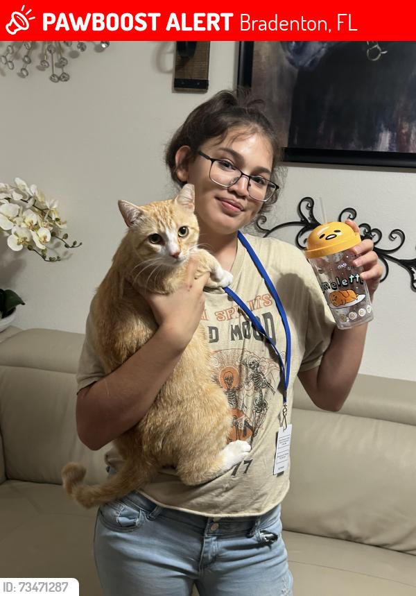 Lost Male Cat last seen Near cape Harbour Loop Bradenton Florida, Bradenton, FL 34212