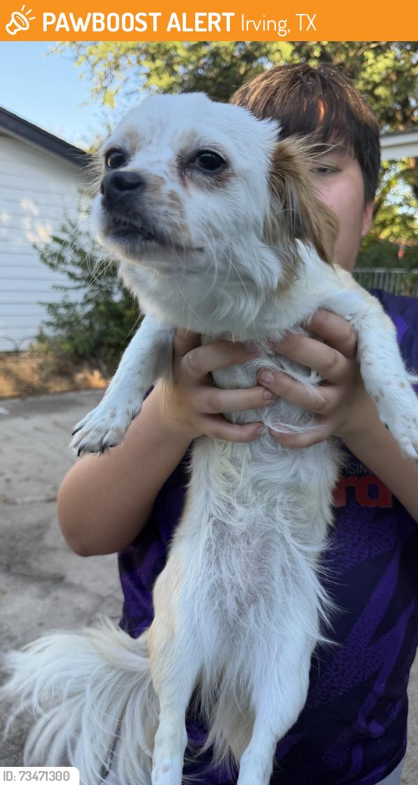 Found/Stray Female Dog last seen Norgathe, Irving, TX 75062