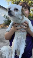 Found/Stray Female Dog last seen Norgathe, Irving, TX 75062
