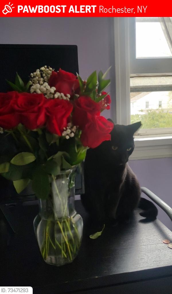 Lost Female Cat last seen Yarmouth Road and Bobrich Drive, Rochester, NY 14610