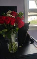 Lost Female Cat last seen Yarmouth Road and Bobrich Drive, Rochester, NY 14610