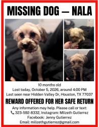 Lost Female Dog last seen Near Hidden Valley Dr, Houston, TX 77037, Houston, TX 77037