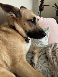 Lost Female Dog last seen 24th and whitmore Omaha NB, Omaha, NE 68112