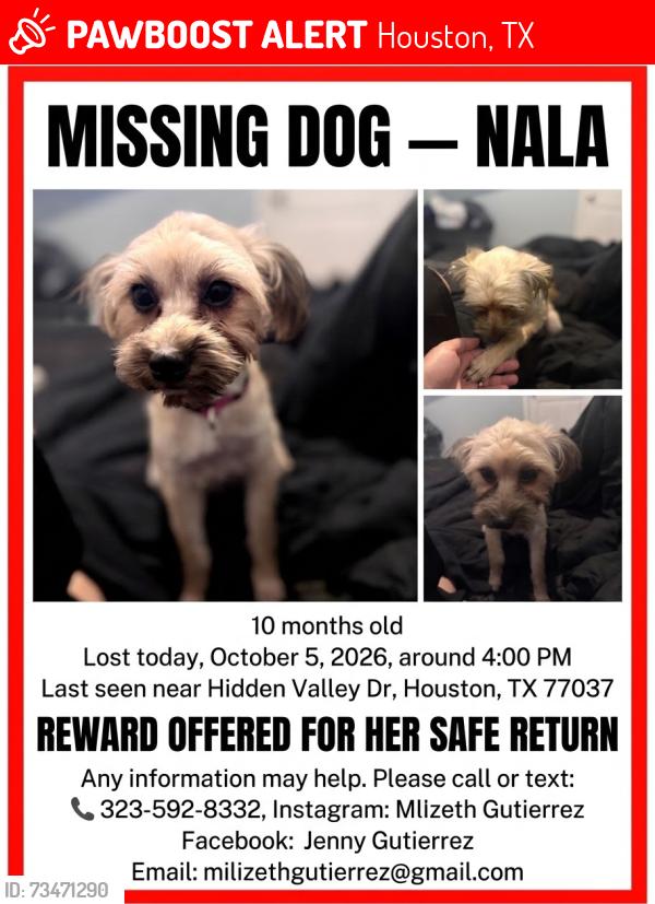 Lost Female Dog last seen Near Hidden Valley Dr, Houston, TX 77037, Houston, TX 77037