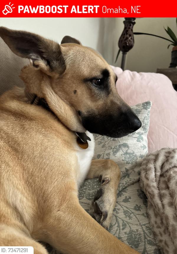 Lost Female Dog last seen 24th and whitmore Omaha NB, Omaha, NE 68112