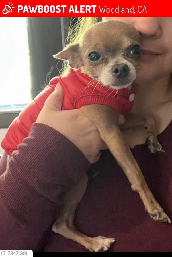 Lost Male Dog last seen W cross street. Crescendo music studio, Woodland, CA 95695