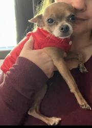 Lost Male Dog last seen W cross street. Crescendo music studio, Woodland, CA 95695