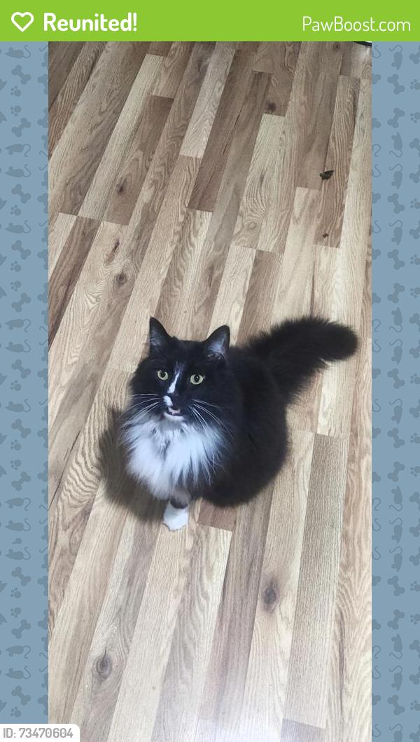 Reunited Male Cat last seen Hedingham neighborhood, Raleigh, NC 27604