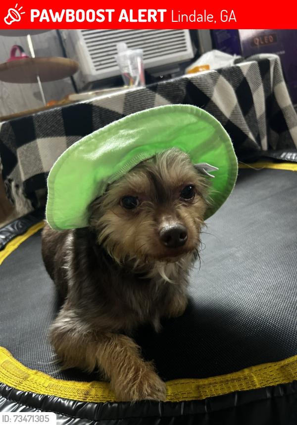 Lost Male Dog last seen The trails neighborhood & Otting & sons garage, Lindale, GA 30147