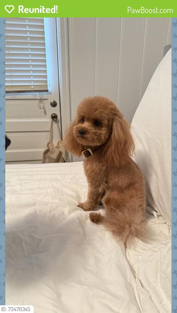Reunited Male Dog last seen Near N Sylvania Ave, Fort Worth, TX 76111, USA, Fort Worth, TX 76111