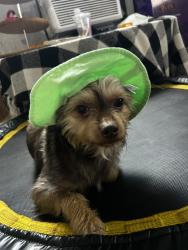 Lost Male Dog last seen The trails neighborhood & Otting & sons garage, Lindale, GA 30147