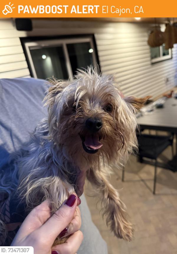 Found/Stray Male Dog last seen Avocado, El Cajon, CA 92020