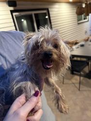 Found/Stray Male Dog last seen Avocado, El Cajon, CA 92020