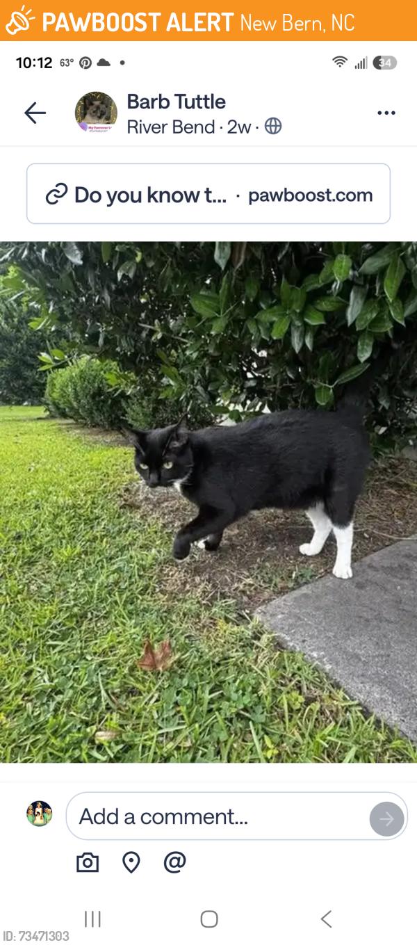Found/Stray Unknown Cat last seen Spencer near ymca, New Bern, NC 28560