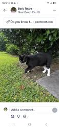 Found/Stray Unknown Cat last seen Spencer near ymca, New Bern, NC 28560