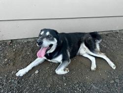 Found/Stray Male Dog last seen SE 159th & Brooklyn St, Portland, OR 97236
