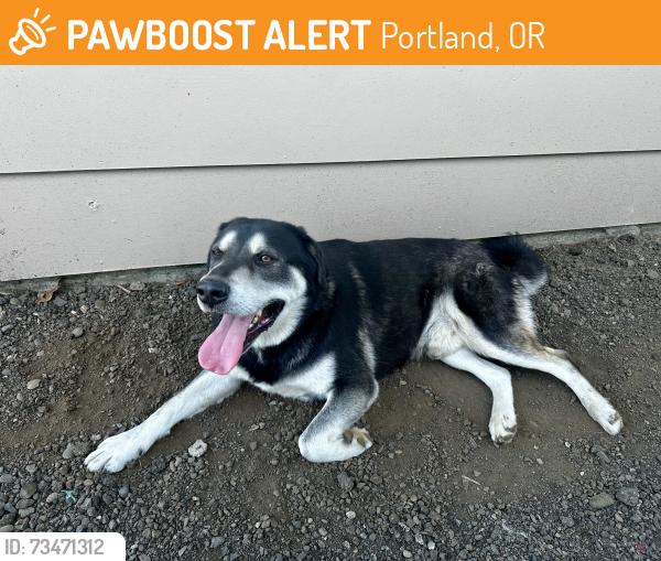 Found/Stray Male Dog last seen SE 159th & Brooklyn St, Portland, OR 97236