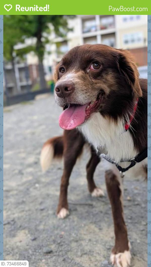 Reunited Male Dog last seen Cutwater place, Cascades, VA 20165