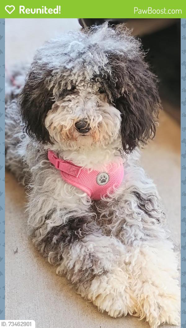 Reunited Female Dog last seen Near, Saginaw, TX 76131