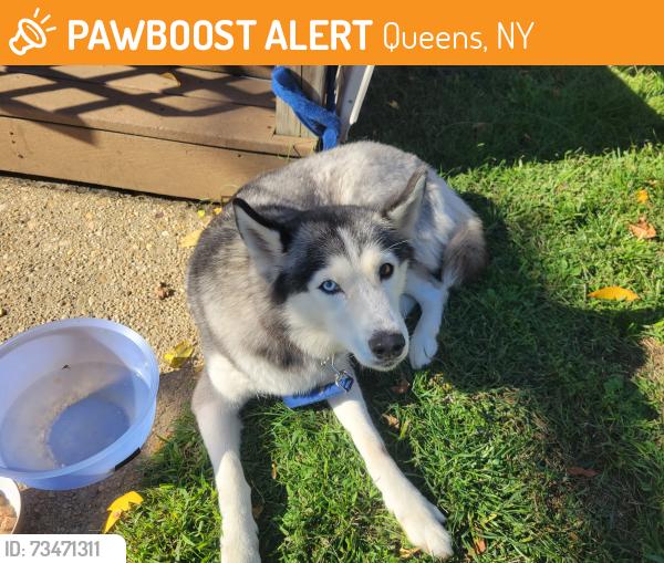 Found/Stray Female Dog last seen 142nd street and 116th ave jamaica ny, Queens, NY 11436