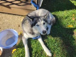 Found/Stray Female Dog last seen 142nd street and 116th ave jamaica ny, Queens, NY 11436