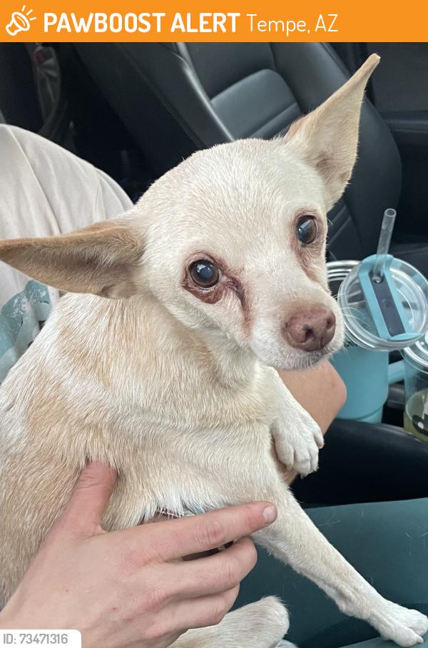 Found/Stray Female Dog last seen 16th and Hardy, Tempe, AZ 85281