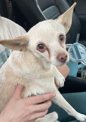 Found/Stray Female Dog last seen 16th and Hardy, Tempe, AZ 85281