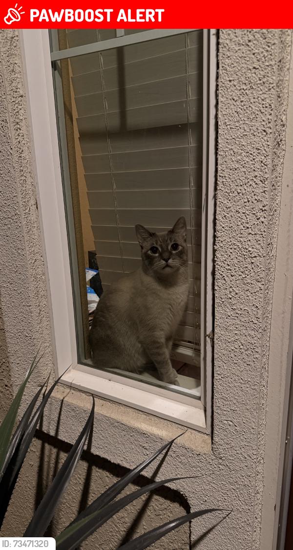 Lost Male Cat last seen Near Spokane, Linden, West Sacramento, CA 95691