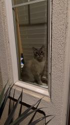 Lost Male Cat last seen Near Spokane, Linden, West Sacramento, CA 95691