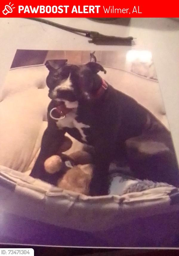 Lost Male Dog last seen Jack Williams Rd and lott Rd, Wilmer, AL 36587