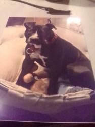 Lost Male Dog last seen Jack Williams Rd and lott Rd, Wilmer, AL 36587