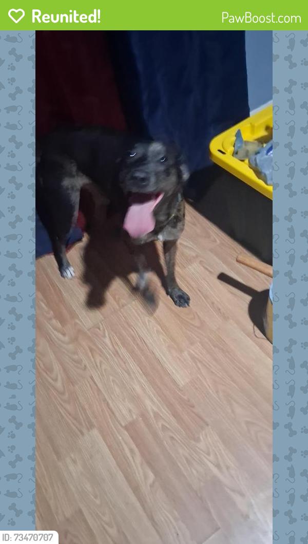 Reunited Male Dog last seen 9th st., Zephyrhills, FL 33542