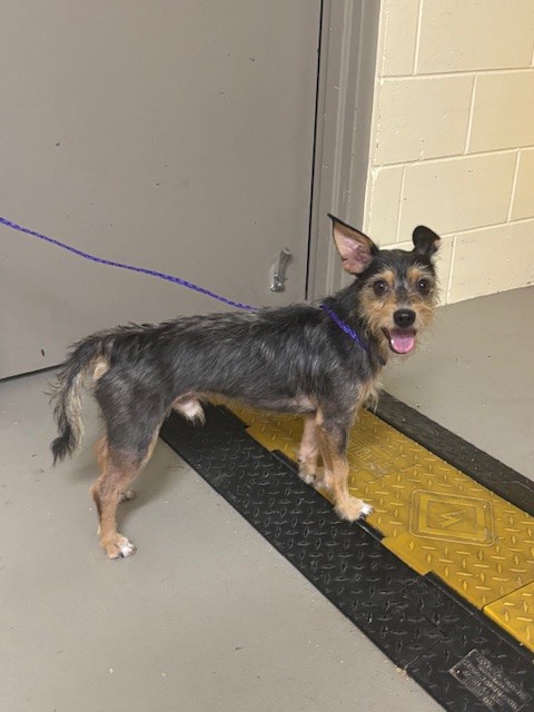 Shelter Stray Male Dog last seen , 232 Eslinger Way, Sanford, FL 32773, USA