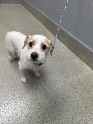 Shelter Stray Male Dog last seen 2700BLK CHANDLER MEWS DR, 655 N Mojave Rd, Las Vegas, NV 89101, USA